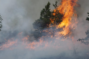 Photo of a forest fire or wildfire