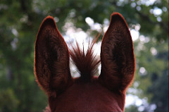 Photo: Ears, by sara.lauderdale on Flickr