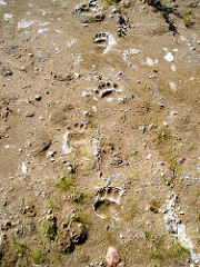 Bear tracks. Photo supplied by Shannon Cameron 