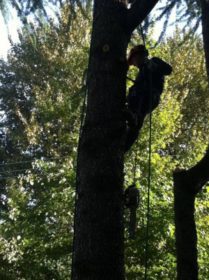 Arborist falls tree that needs emergency removal because a major water pipe broke under its roots, S.Main photo